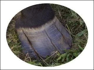 Un trou dans le sabot est ..