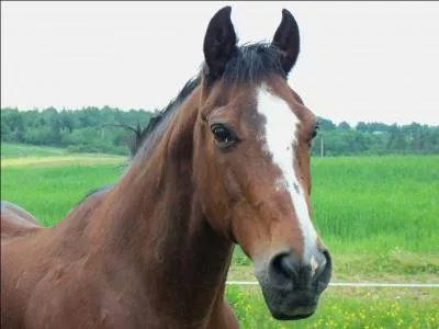 Les chevaux ou poneys peuvent vomir.
