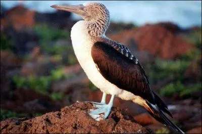 En zoologie, que sont les "fous" ?