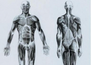 Quiz L'anatomie humaine