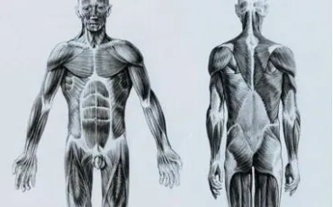 Quiz Anatomie
