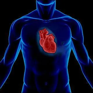 Dans quelle chambre du coeur le sang rentre-t-il en premier pour se diriger vers les poumons ?