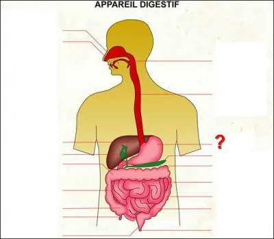 Que désigne le point d'interrogation ?