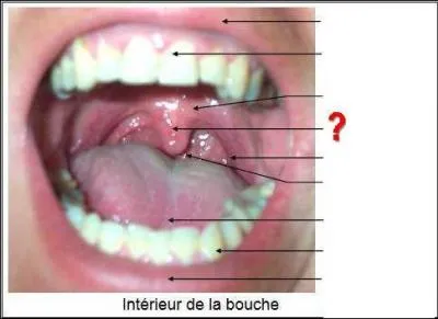 Quel est l'autre nom de la luette ?