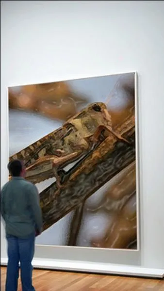 Quel est cet insecte ?