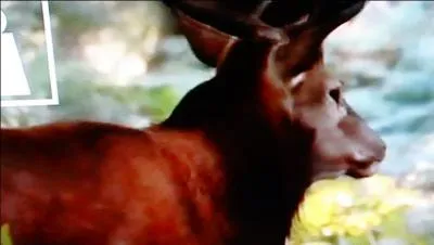 D'après vous, quel est cet animal ?