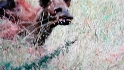 Il possède la mâchoire la plus puissante des prédateurs africains, qui est-il ?