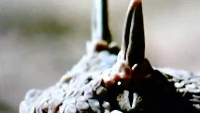 Question difficile : Quel est cet animal ?