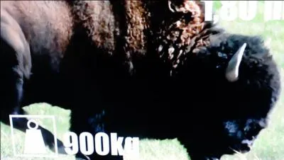 Il ne vous reste plus qu'à trouver le nom de cet animal !