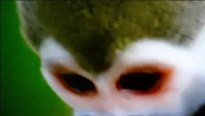 Quelle est la particularité des singes du nouveau monde (Amérique) ?