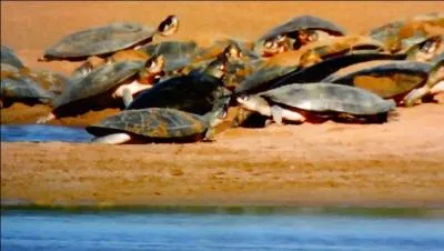 Il existe une espèce de tortue d'eau douce en France !