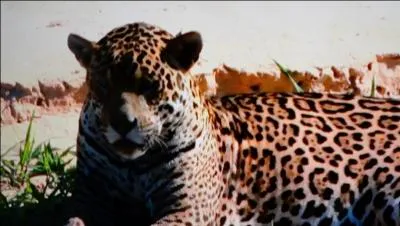 Attention au piège : Quel est le surnom des joueurs de l'équipe nationale des rugbymen à XV d'Argentine ?