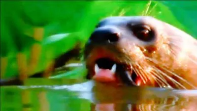 Reconnaissez-vous cet animal, que l'on peut encore voir, avec de la chance, en Guyane française !