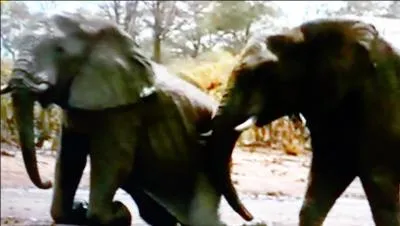 De quoi sont composées les défenses de l'éléphant ?