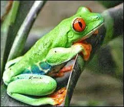 Il est moins connu puisqu'il s'agit d'un membre de Quizz.Biz, il vient aujourd'hui d'avoir ses 17 ans, il est en Terminale S et il adore, tout comme moi, les maths. À qui doit-on chanter "joyeux anniversaire" aujourd'hui ?