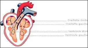 Complétez cette phrase : "Le cur est divisé en..., composé de..., et de... ."