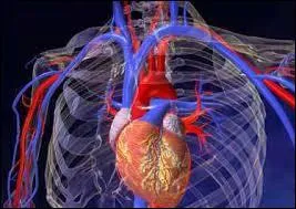 À chaque contraction, quelle quantité de sang le cur envoie-t-il dans la plus grosse artère (Aorte) ?