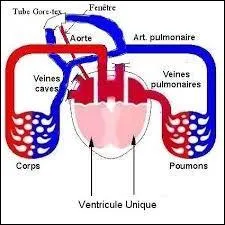 Complétez cette phrase : "Le sang est amené dans le cur par biais..., et repart du cur par l'intermédiaire... ."