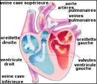 Comment appelle-t-on la phase durant laquelle le sang se remplit dans les oreillettes ?