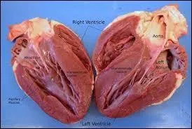 Jusqu'à quelle quantité de sang le cur peut-il pomper par jour ?