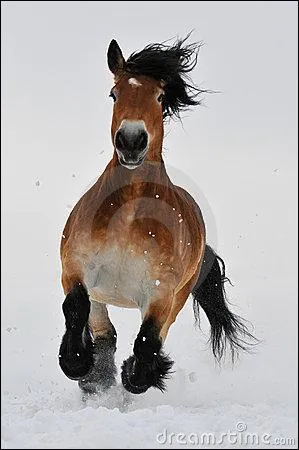 Quelles sont les trois allures du cheval ? (Concernant la majorité des races)