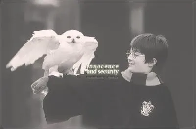 Combien de temps cela a-t-il pris aux oiseaux pour apprendre à tenir une lettre ?