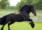 Quiz Races de chevaux en photos