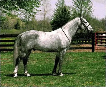 De quelle race est ce cheval ?