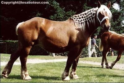 De quelle race est ce cheval de trait ?