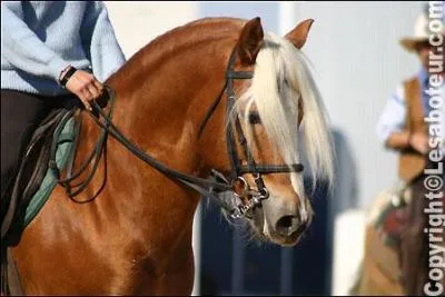 De quelle race est ce poney ?