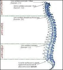 Parmi ces animaux, lequel ne possède pas de vertèbres ?