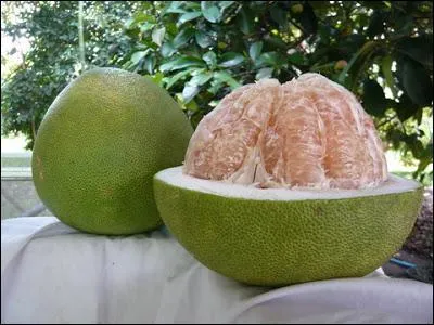 Qu'est ce pomelo ?