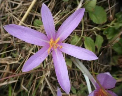 Quelle est cette jolie fleur ?