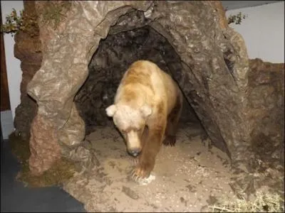 L'ours a retrouvé l'antre...