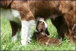 Dans une portée, combien une chienne peut-elle avoir de chiots ?