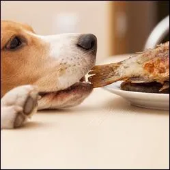 Quel aliment est mortel pour un chien ?
