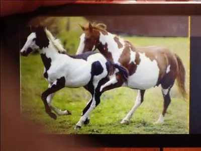 Ce mâle et cette jument sont...