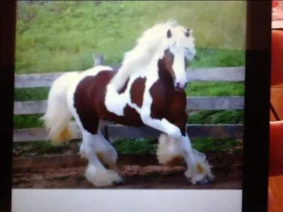 Ce cheval est-il "pie marron" ?