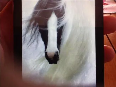 Ce magnifique cheval est...