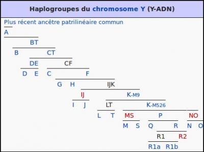 D'abord, une définition de l'haplogroupe : d'après vous ?