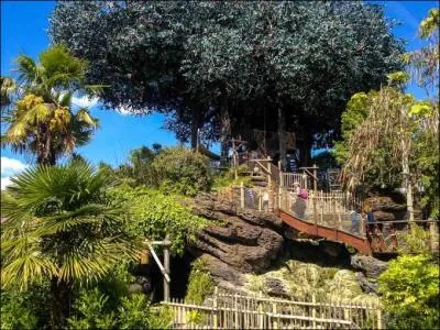 Combien de feuilles compte l'arbre de Robinson ?