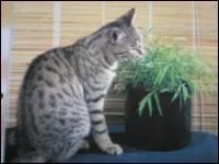 Qu'est-il possible de faire pour un estomac encombré ?