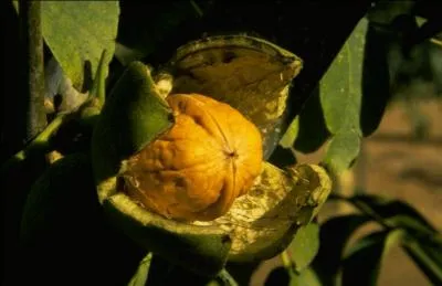 Quelle région est réputée pour la récolte de ce fruit en grande quantité ?