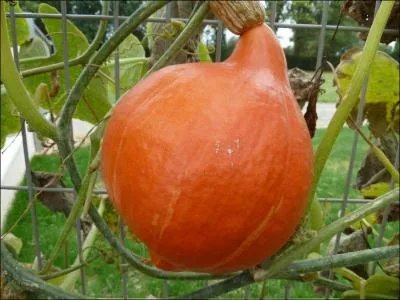 De la même famille, mais en forme de poire, quel est celui-ci ?