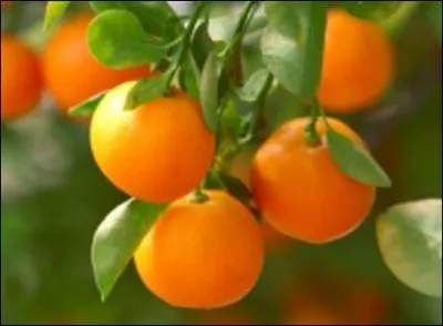 Quel est ce fruit porté par un arbre issu du croisement d'un bigaradier et d'un mandarinier ?