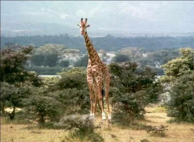 Le cri de la girafe est le braiement.