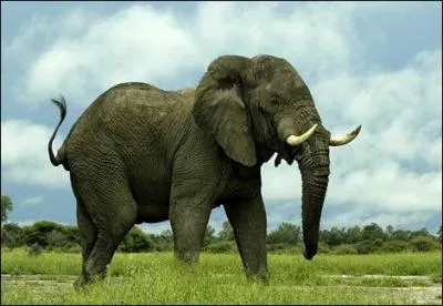 L'éléphant est le plus gros animal terrestre.