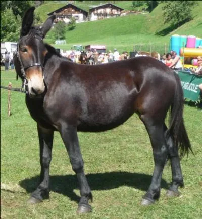 Le mulet est le fruit d'une ânesse et d'un cheval.