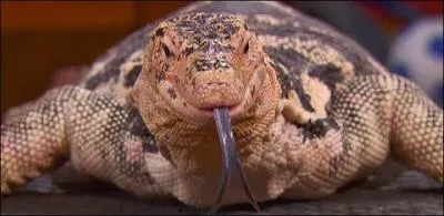 Quel est leur animal de compagnie ?