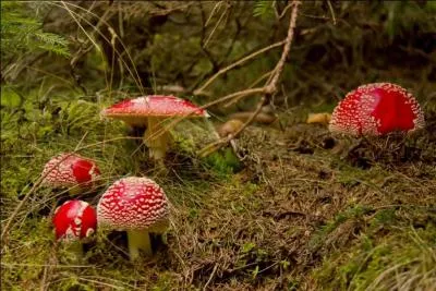 En attendant, nous profitons d'un jour ensoleillé pour aller faire un tour aux champignons. La forêt nous livre ses fabuleux trésors que....